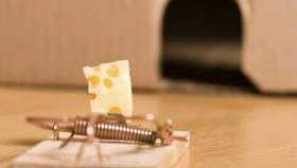 Как да хванем плъх